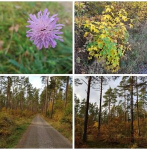 Naturbild Rällaskogen